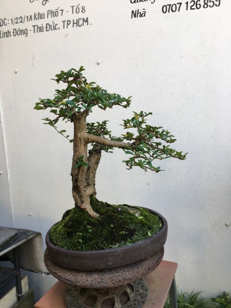 Cây bonsai